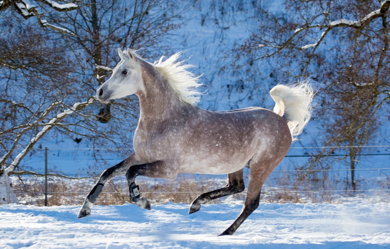 Photo wallpaper grey, horse, horse, speed, power, running, grace, jump