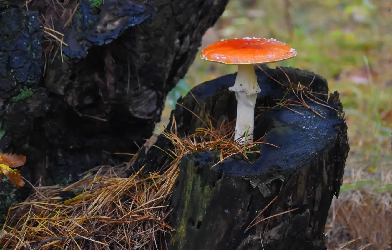 Photo wallpaper autumn, nature, mushrooms, mushroom