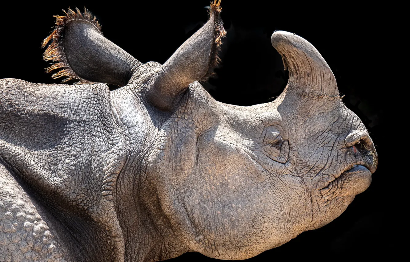 Photo wallpaper nature, background, Rhino