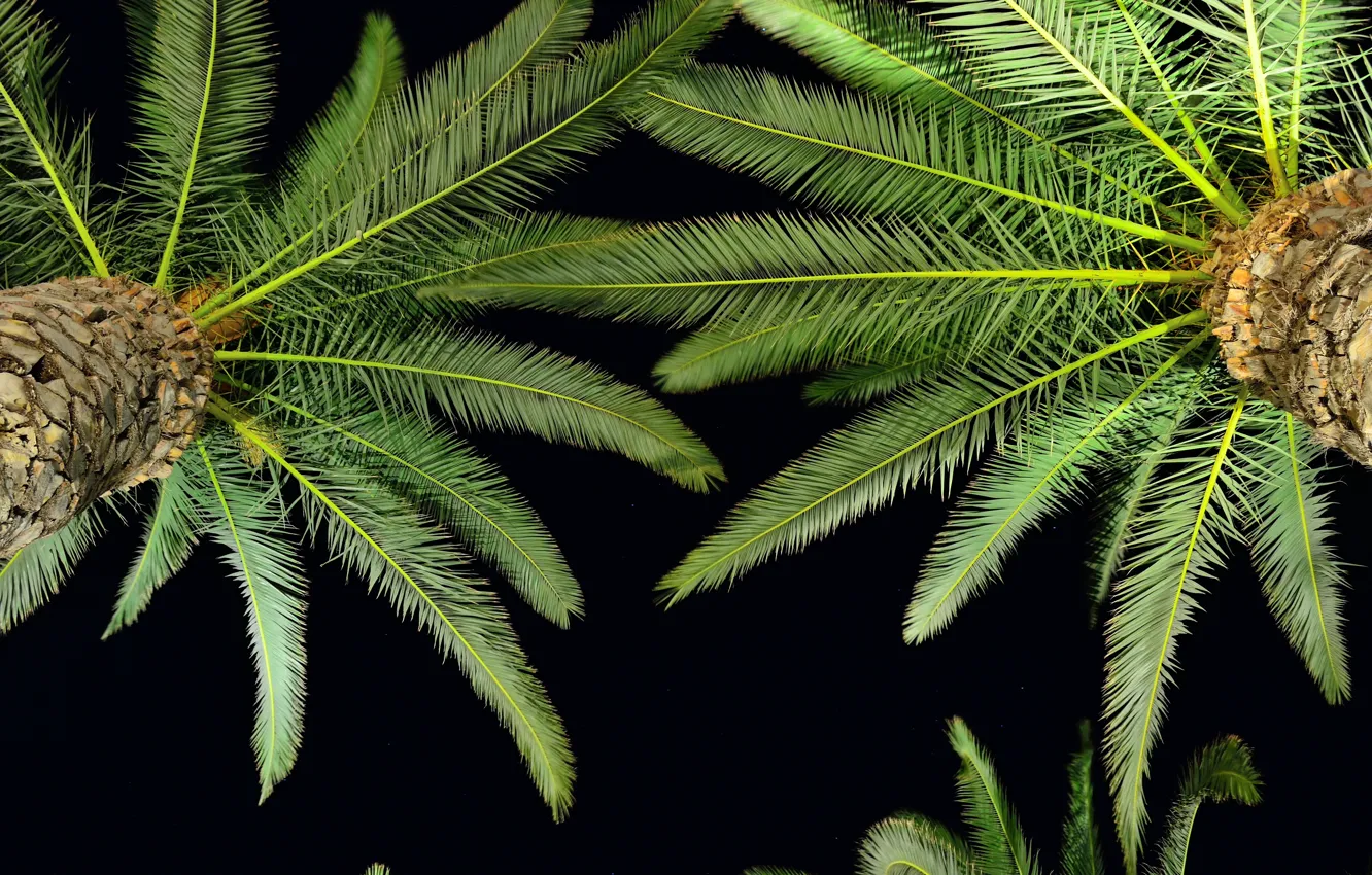 Photo wallpaper green, dark, sky, night, palm tree