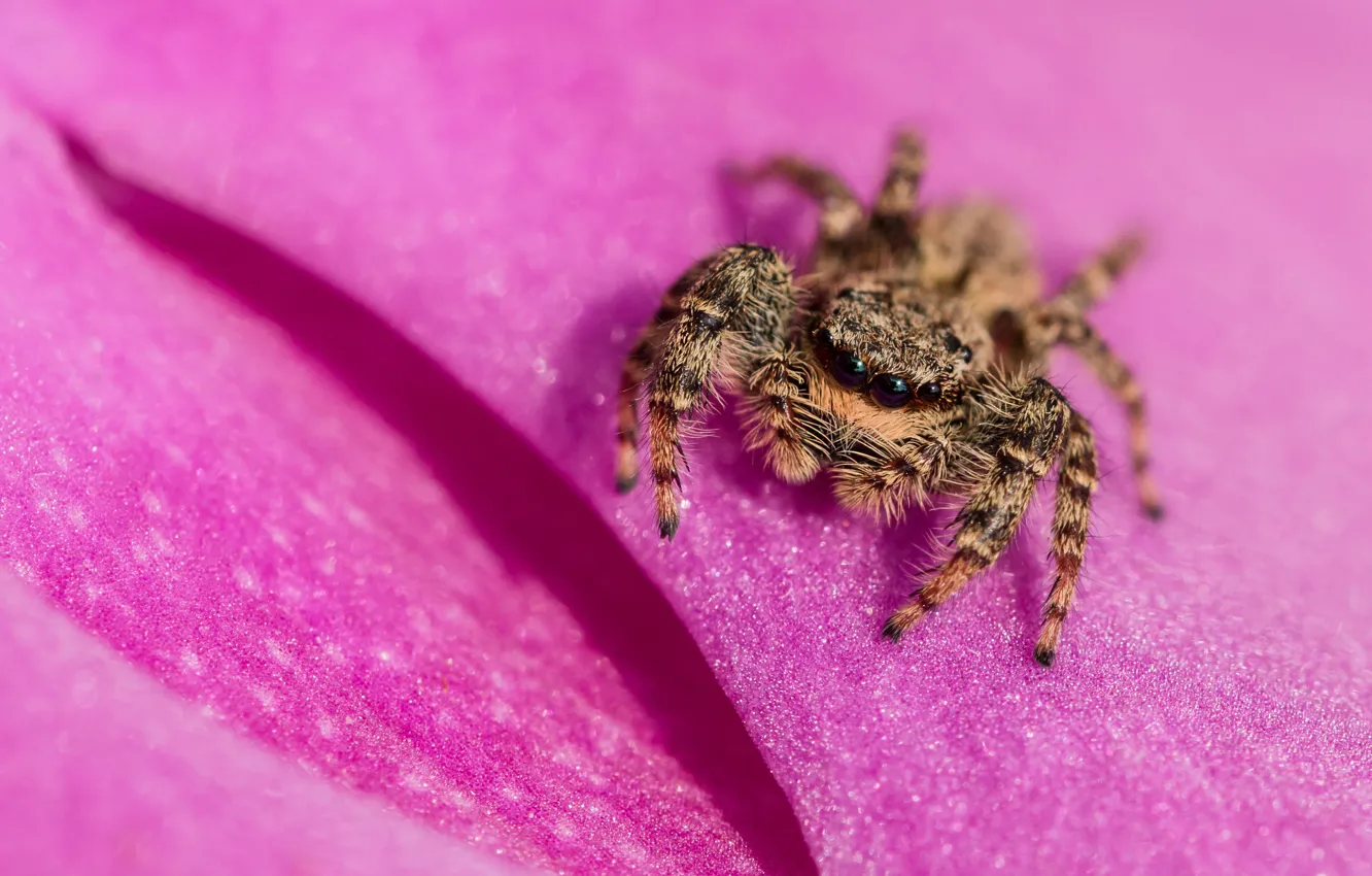 Photo wallpaper flower, macro, background, pink, spider, petals, jumper, spider