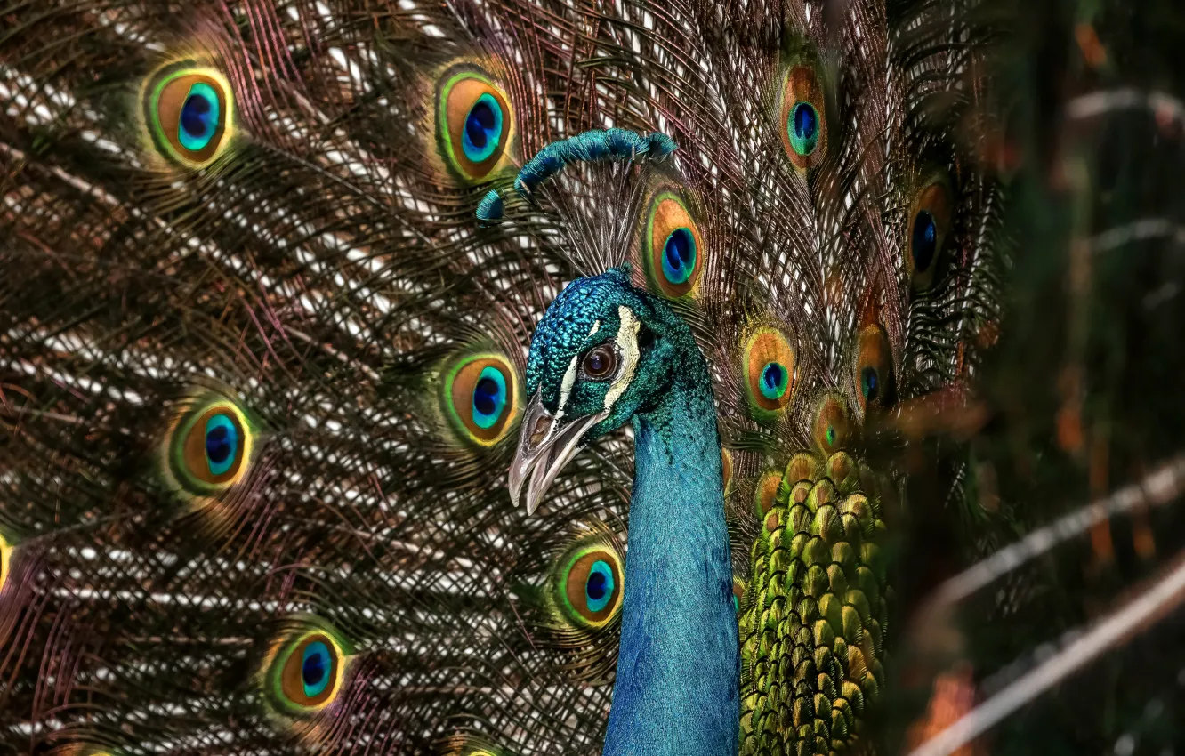 Photo wallpaper bird, portrait, feathers, tail, peacock