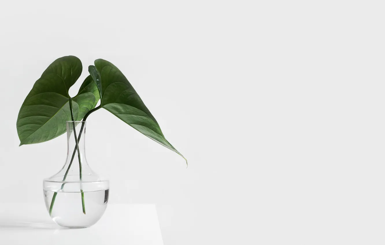 Photo wallpaper table, plant, white background, vase, glass