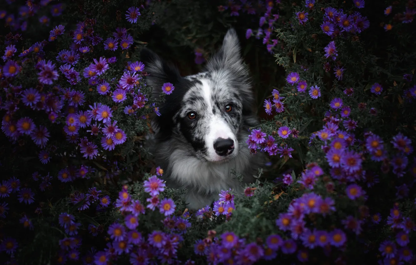 Photo wallpaper flowers, nature, portrait, dog, a lot, lilac, the border collie, lilac background
