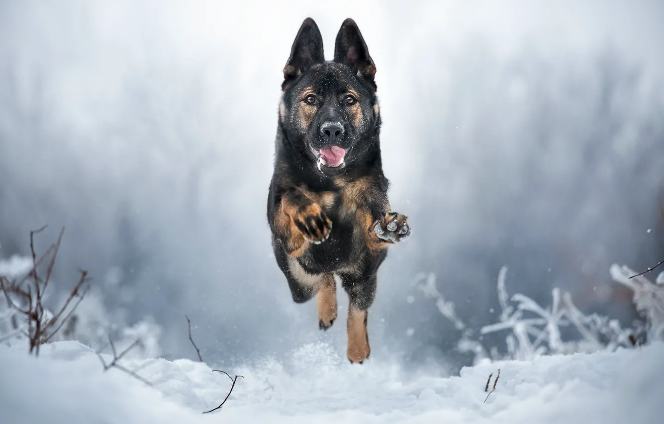 Photo wallpaper winter, dog, running