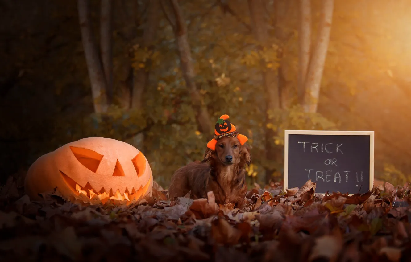 Photo wallpaper autumn, look, leaves, light, trees, Park, letters, holiday