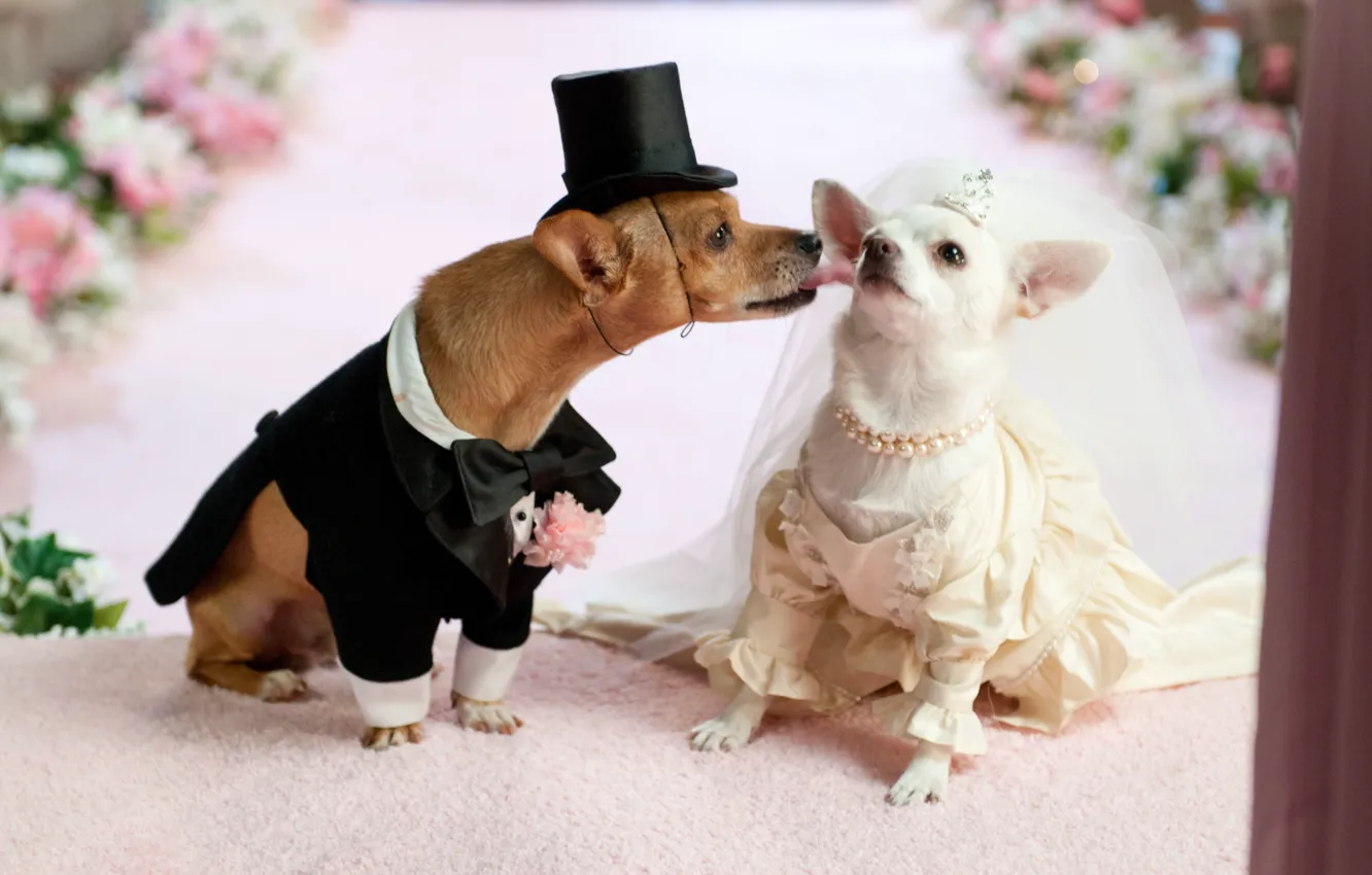 Photo wallpaper dogs, love, wedding