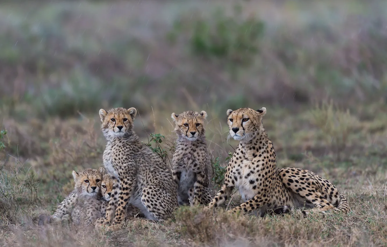 Photo wallpaper Cheetah, cub, family portrait, family, Tanzania