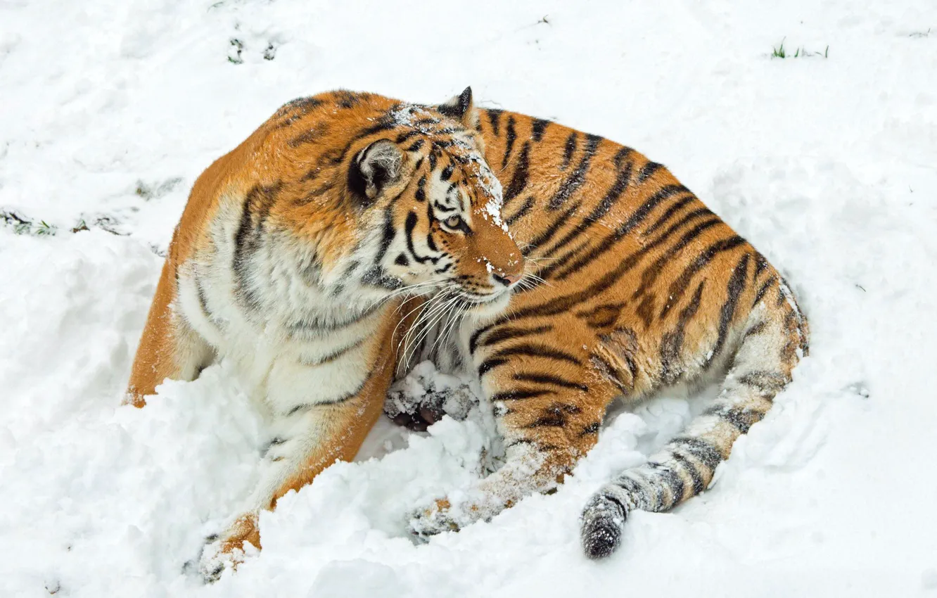 Photo wallpaper winter, look, snow, tiger, pose, the snow, lies
