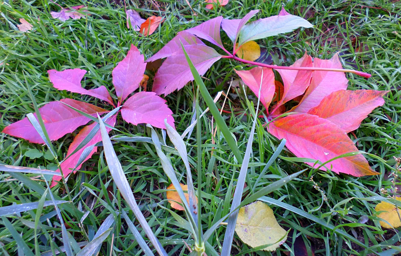 Photo wallpaper autumn, grass, leaves