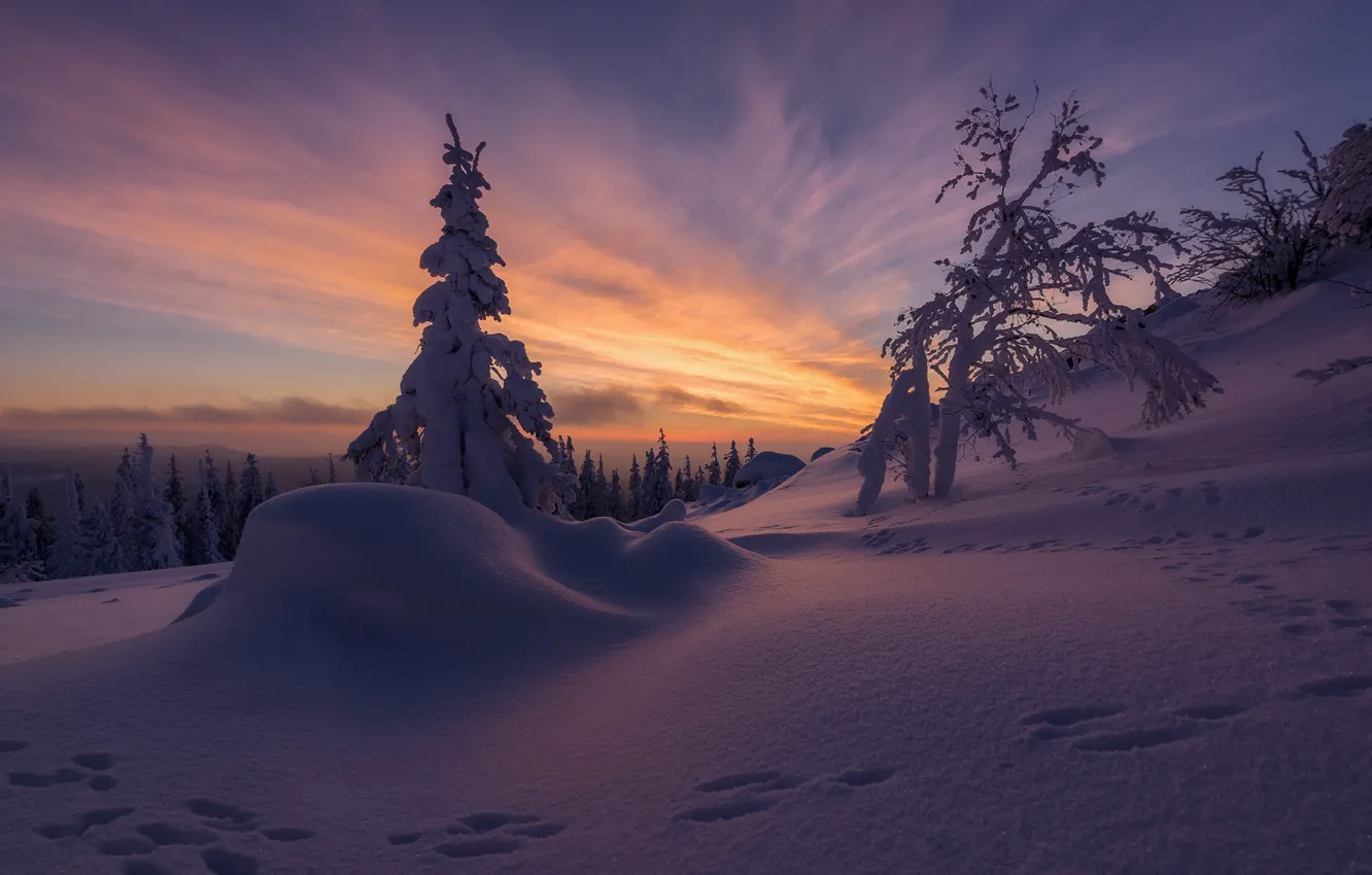 Photo wallpaper winter, frost, forest, the sky, clouds, snow, trees, sunset