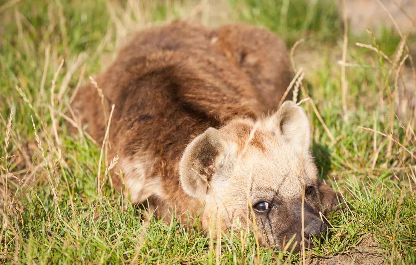 Photo wallpaper grass, look, puppy, hyena, cub