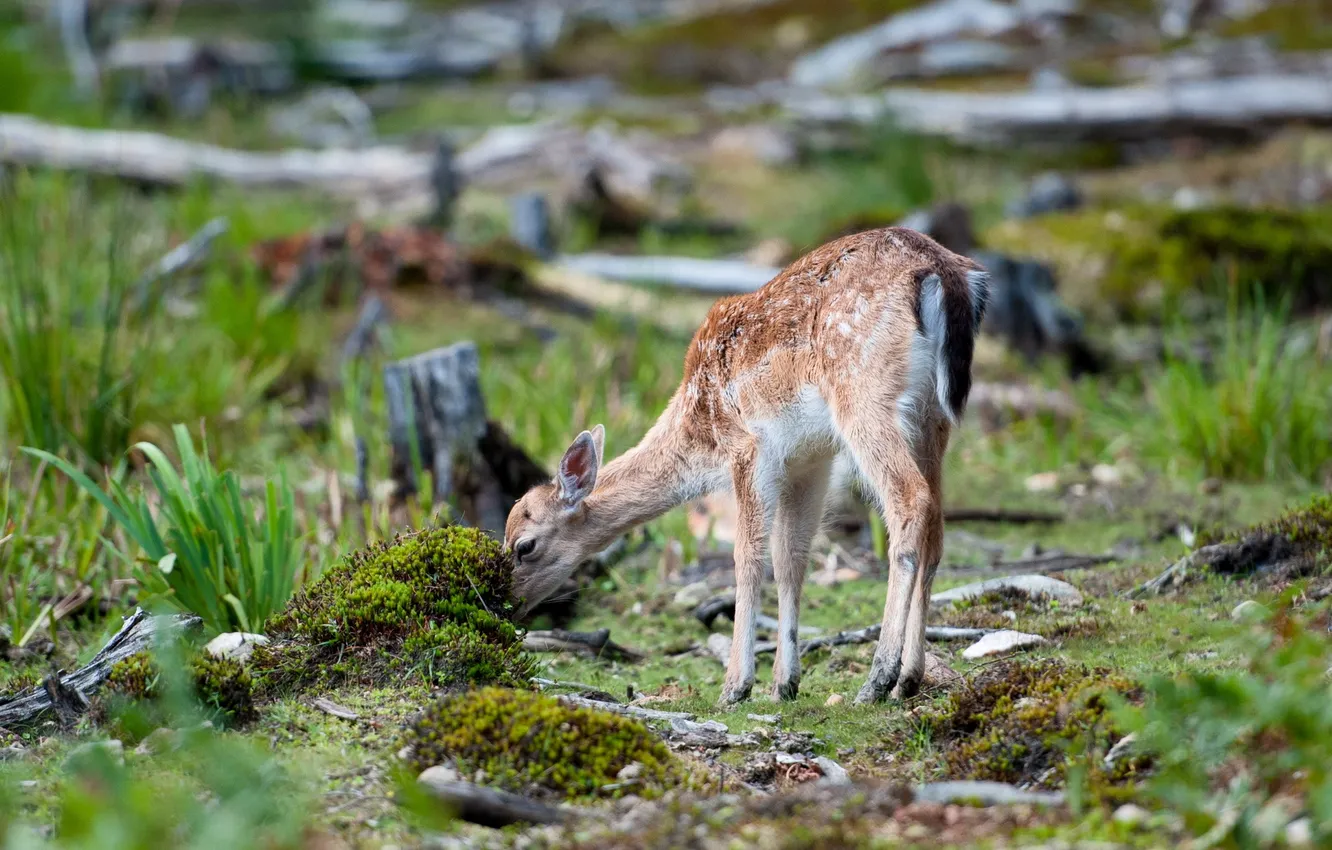 Photo wallpaper summer, nature, ROE