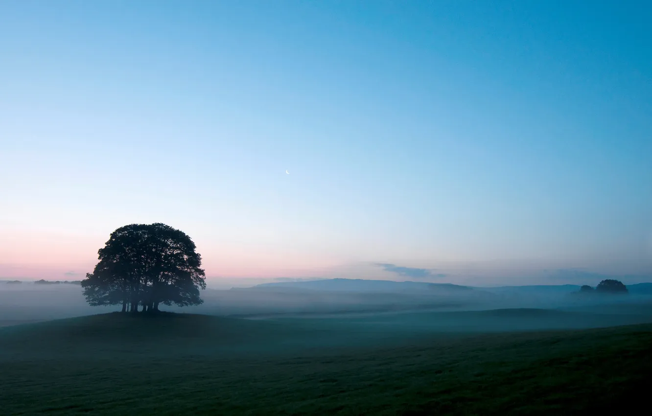 Photo wallpaper the sky, trees, fog, morning, morning