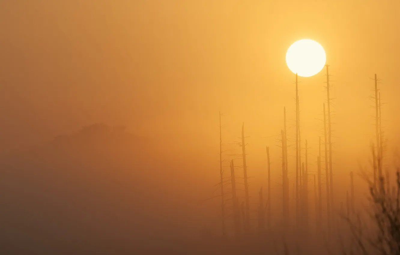 Photo wallpaper nature, fog, morning