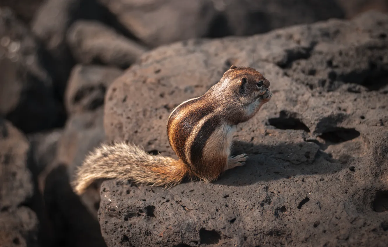 Photo wallpaper stones, Chipmunk, sitting, ponytail, rodent, meal