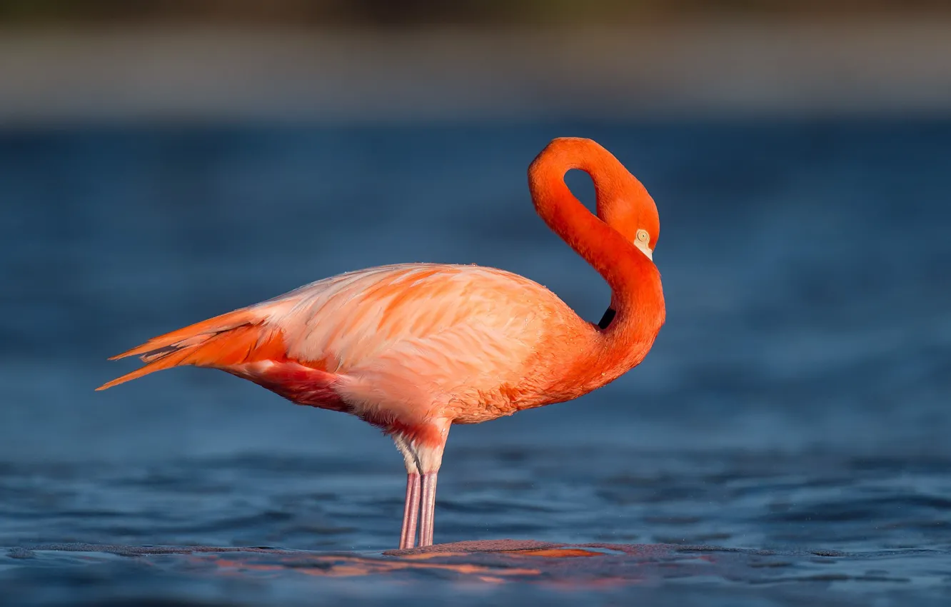 Photo wallpaper water, eye, wildlife, flamingo