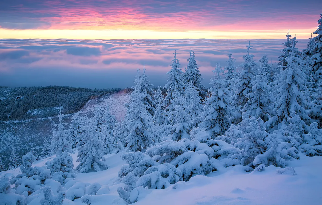 Photo wallpaper winter, snow, trees, dawn, morning, ate, Poland, the snow