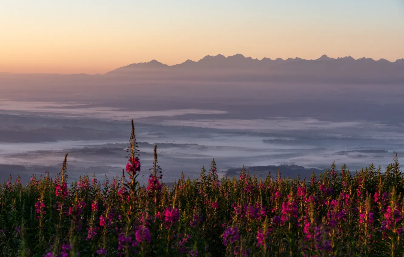 Photo wallpaper flowers, mountains, fog, morning, Ivan-tea
