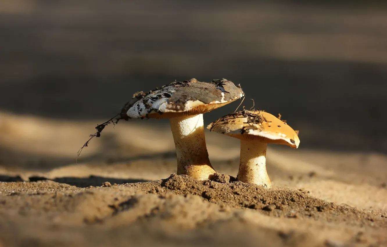 Photo wallpaper nature, background, mushrooms