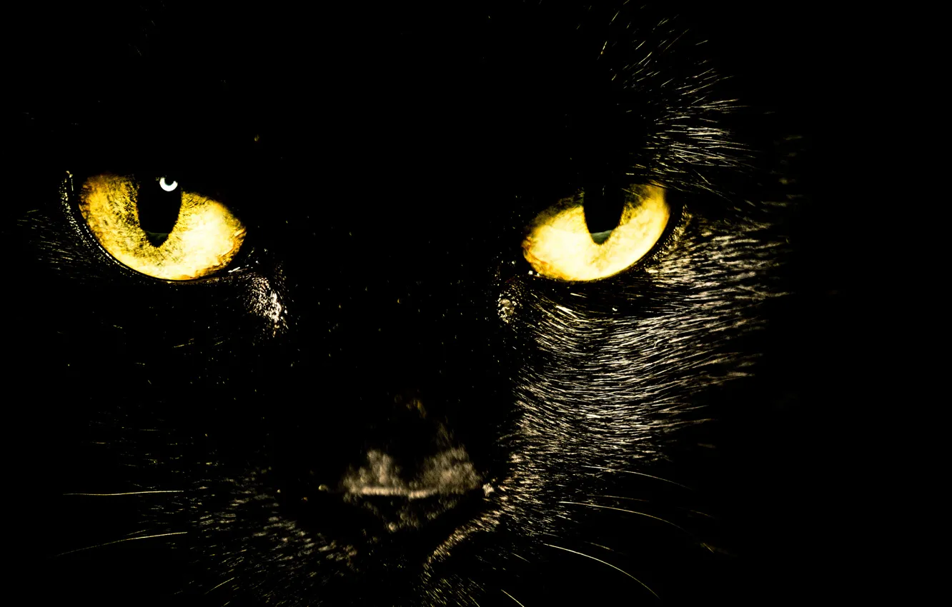 Photo wallpaper cat, eyes, look, black