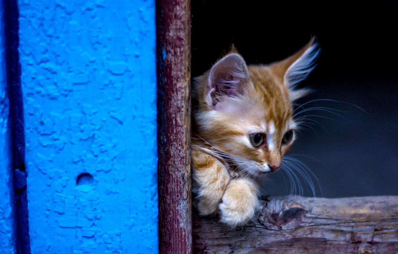 Photo wallpaper cat, small, red, kitty, cutie