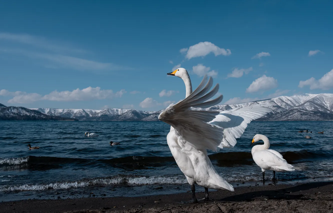 Photo wallpaper water, animal, bird, swans