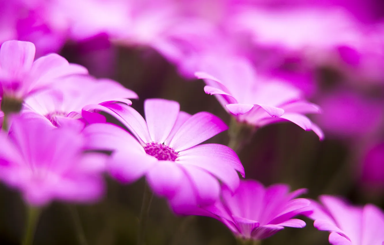 Photo wallpaper field, nature, carpet, petals, garden, meadow