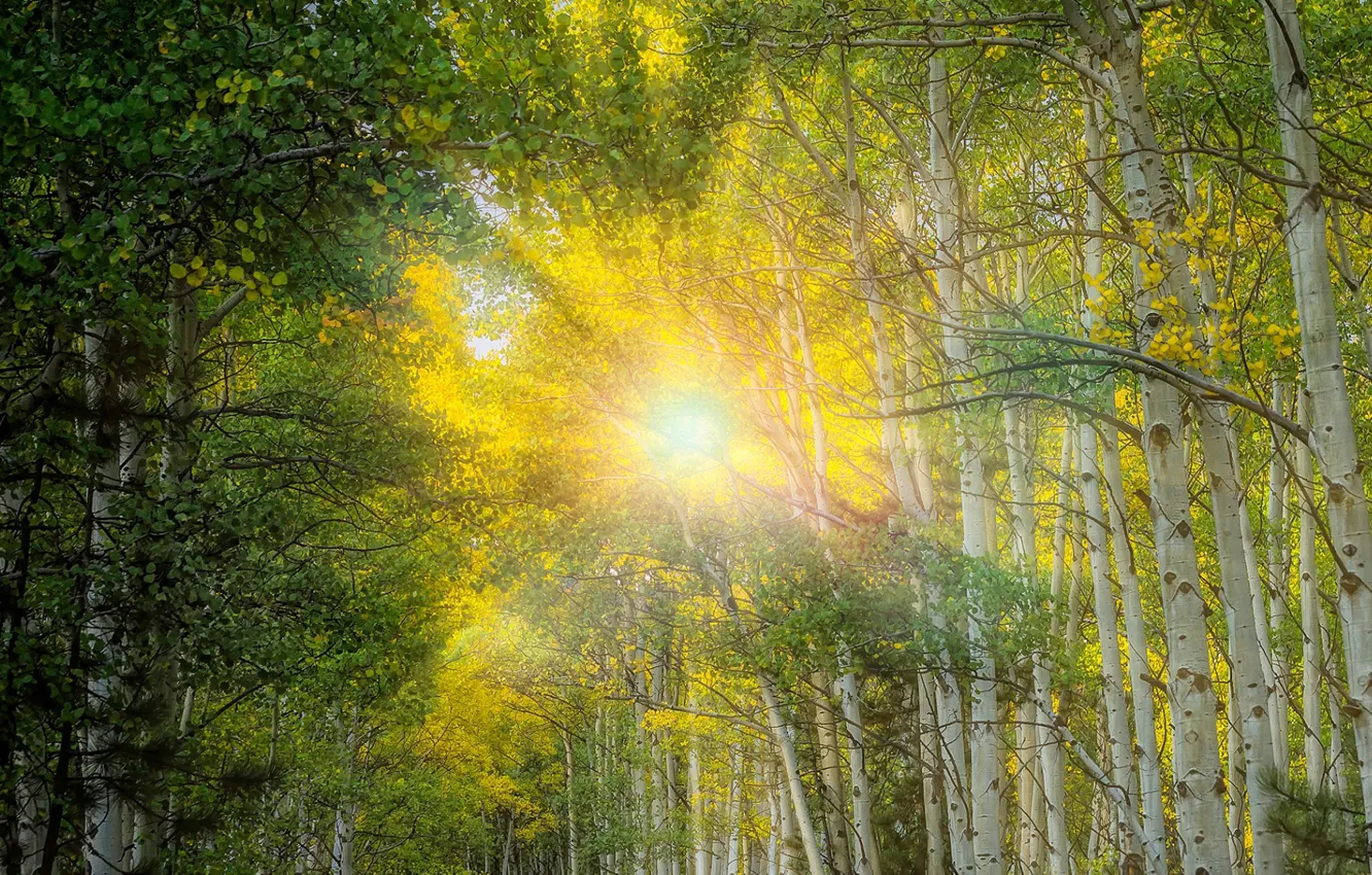 Photo wallpaper forest, the sun, rays, light, grove