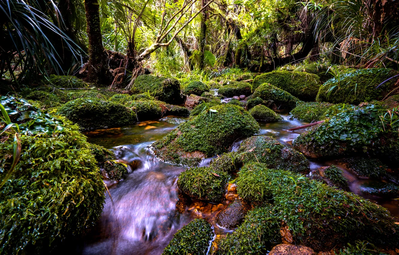 Photo wallpaper forest, stream, stones, moss