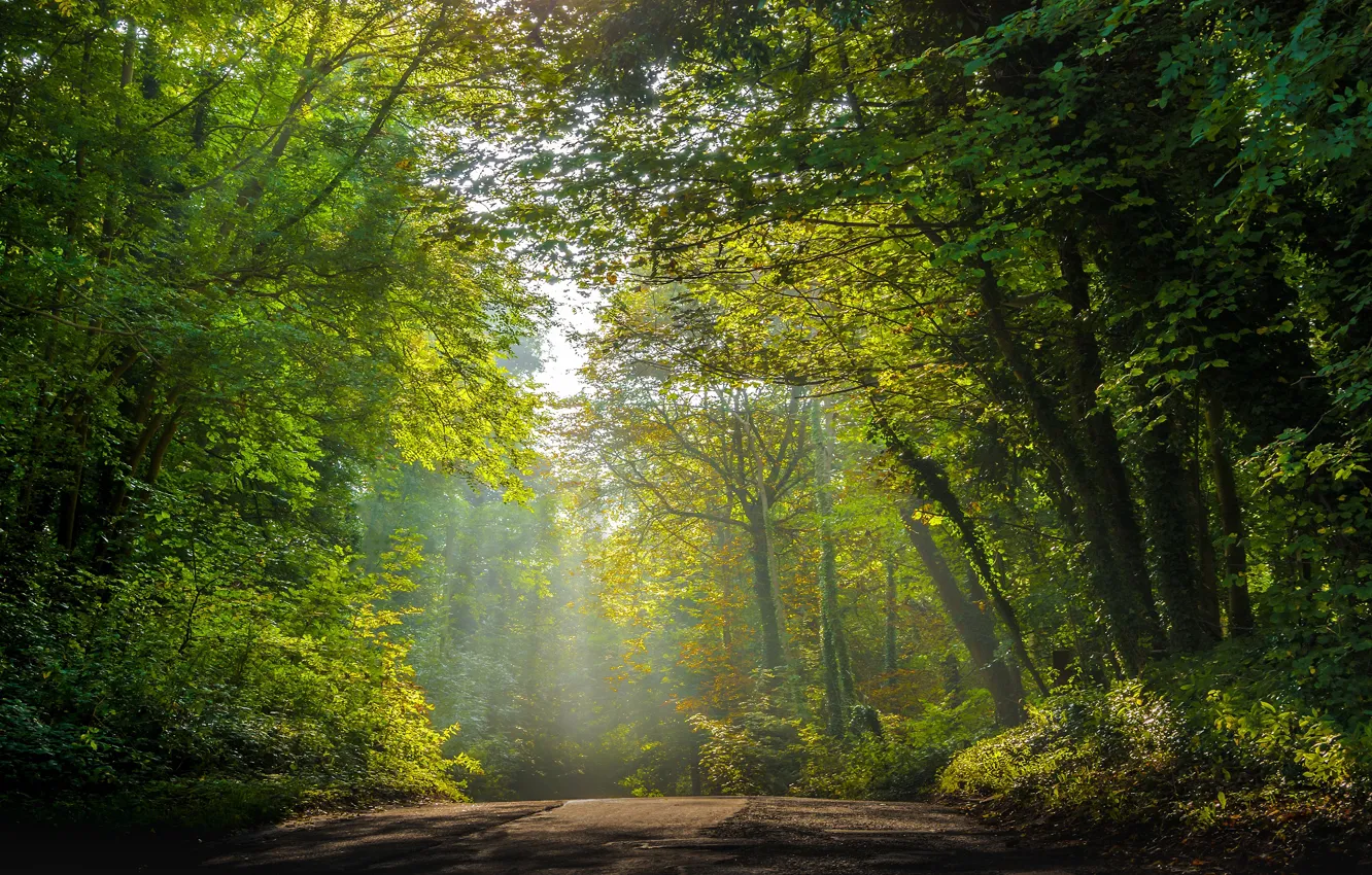 Photo wallpaper road, greens, forest, light, trees, fog, Park, branch