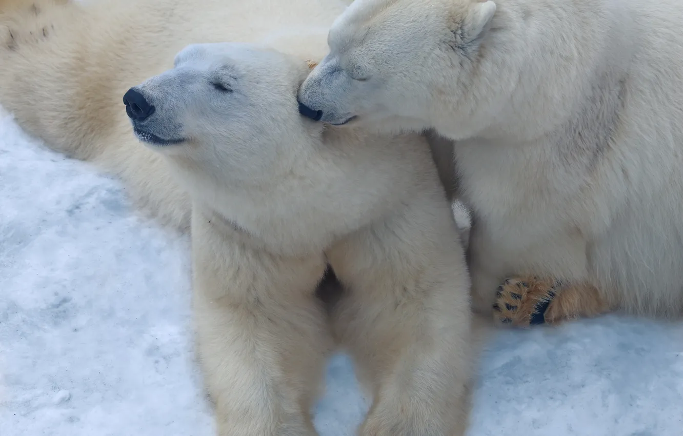 Photo wallpaper snow, tenderness, a couple, polar bears, polar bears, Oleg Bogdanov