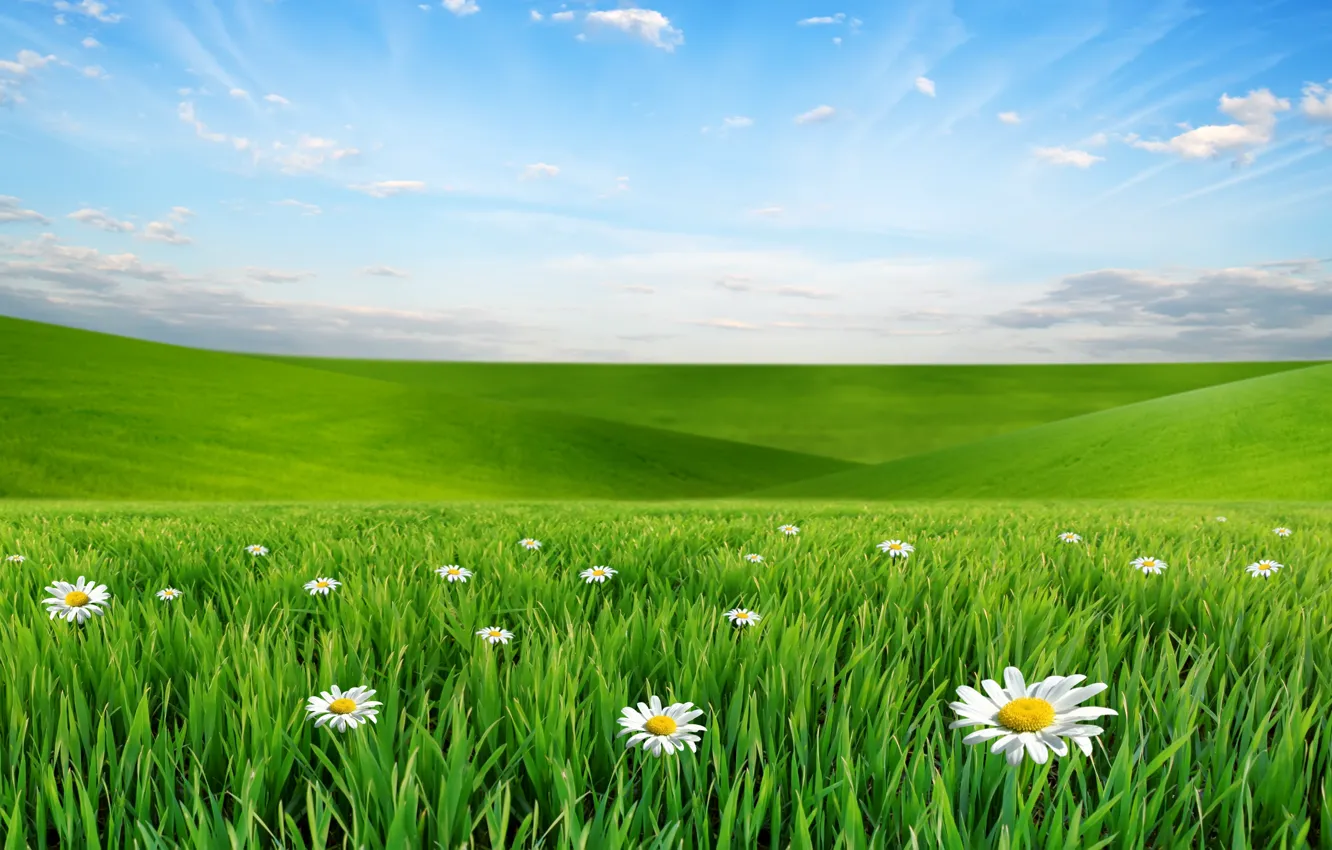 Photo wallpaper the sky, clouds, landscape, flowers, nature, chamomile, meadow, grass