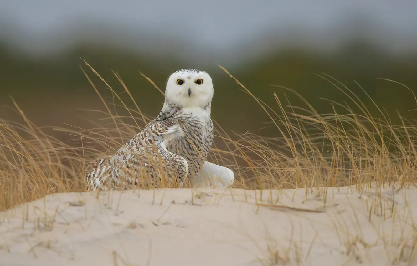 Photo wallpaper sand, grass, look, owl, bird, shore, bokeh, polar