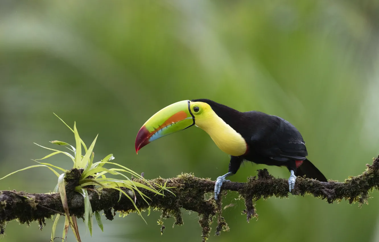 Photo wallpaper leaves, branches, background, bird, Toucan
