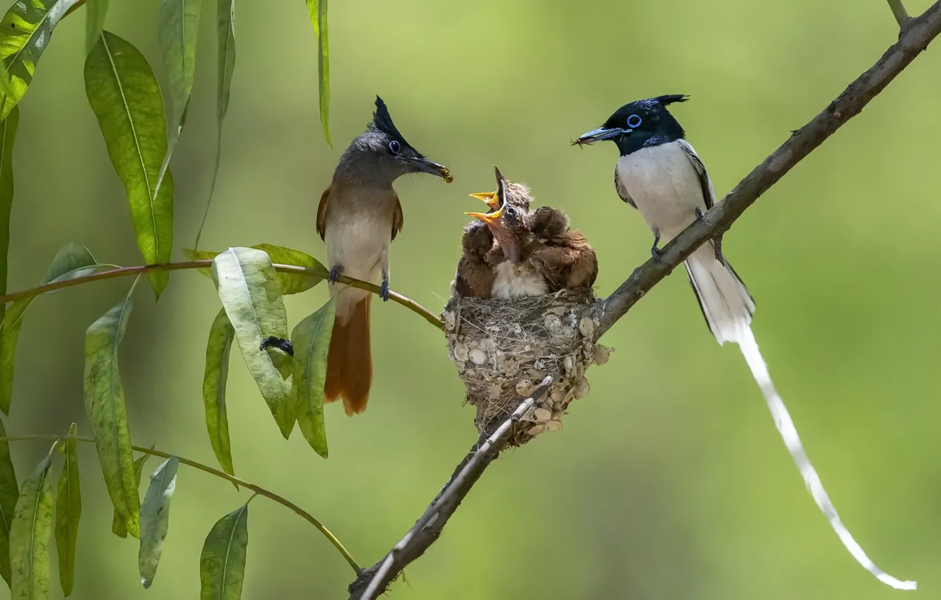 Photo wallpaper nature, bird, socket