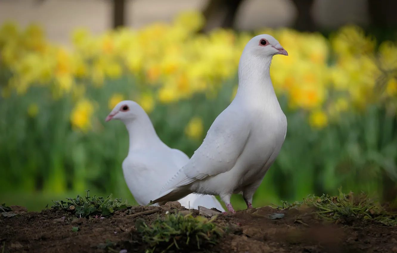 Photo wallpaper white, flowers, bird, spring, pigeons, white, a couple, bokeh