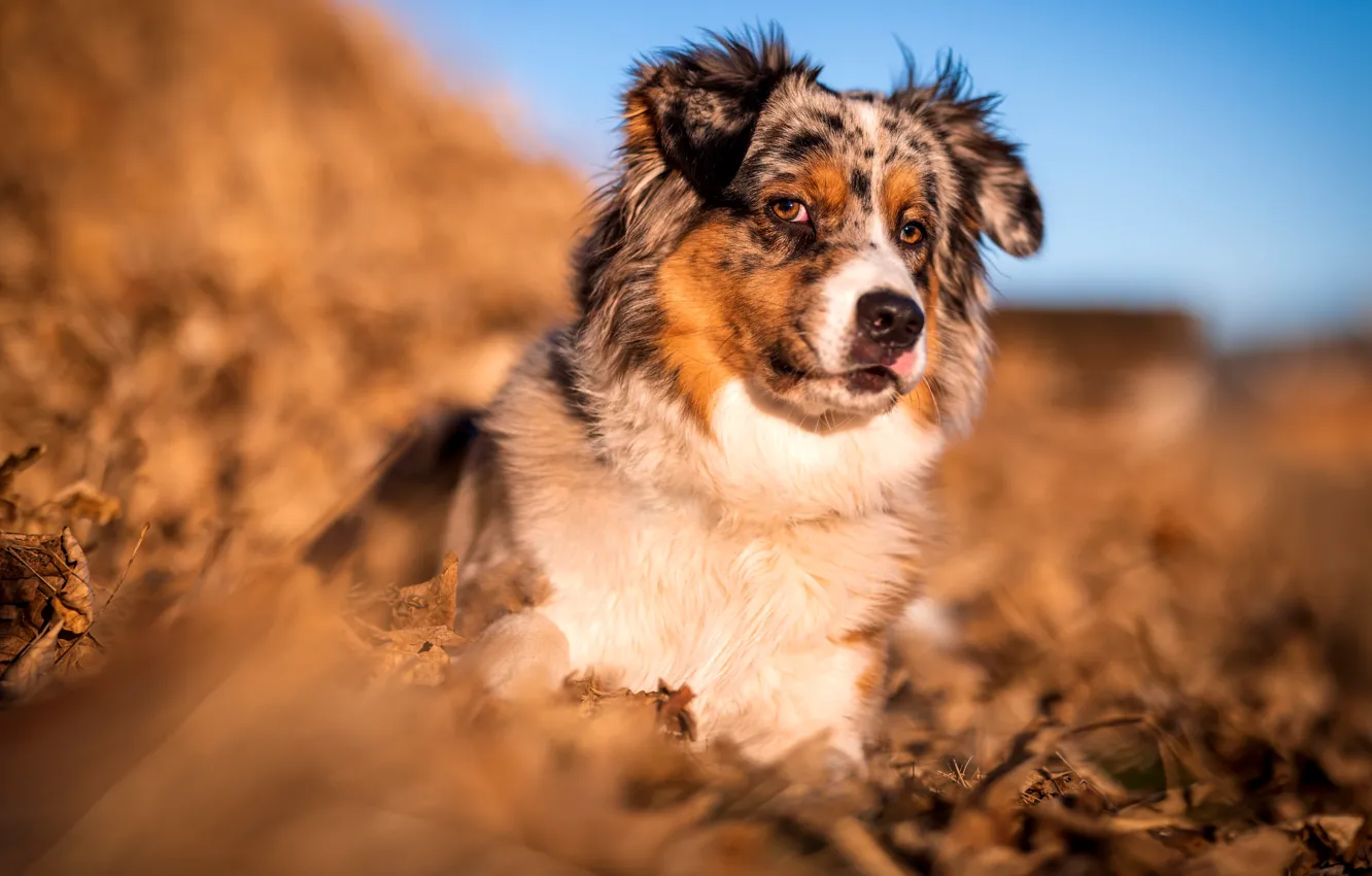 Photo wallpaper look, face, light, nature, portrait, dog