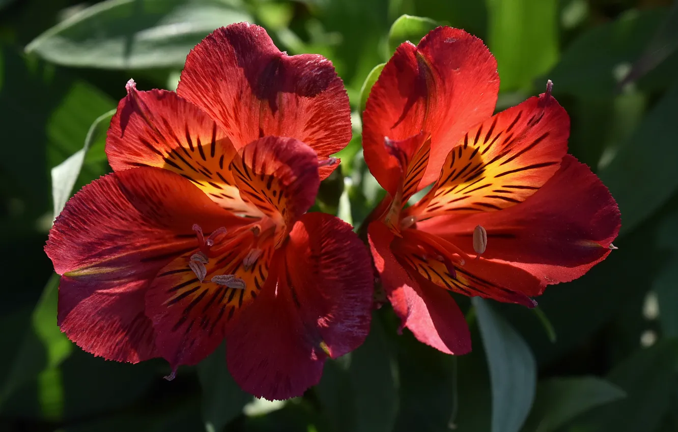 Photo wallpaper leaves, macro, light, flowers, red, Duo, Alstroemeria