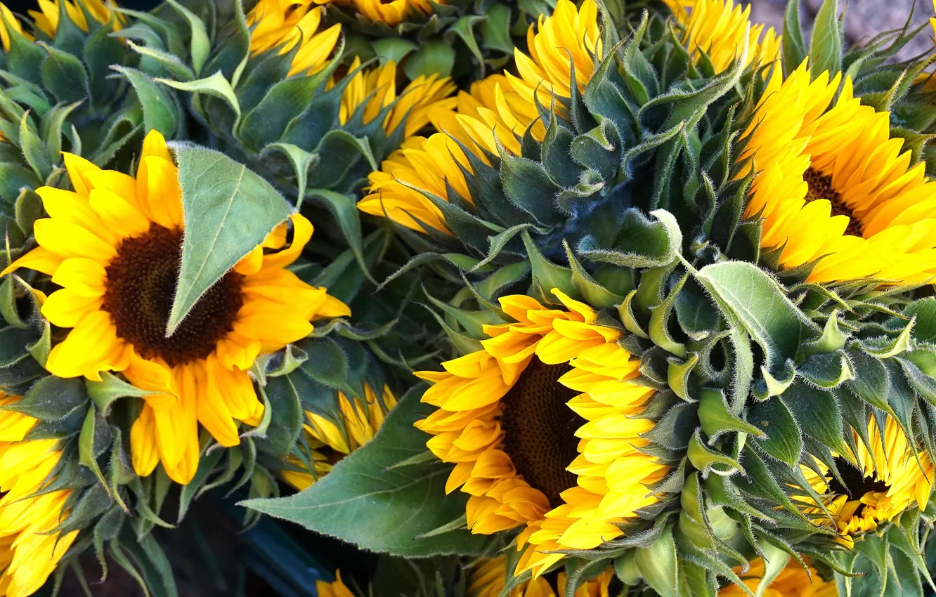 Photo wallpaper macro, sunflowers, flowers, yellow, bouquet, petals, a lot, sunflower