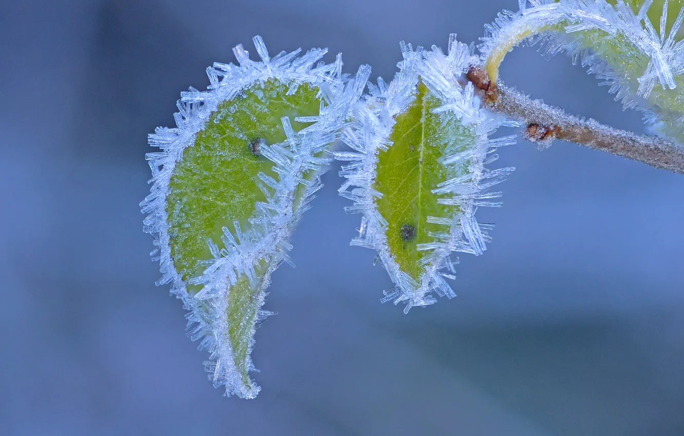 Photo wallpaper frost, autumn, leaves, macro, branch
