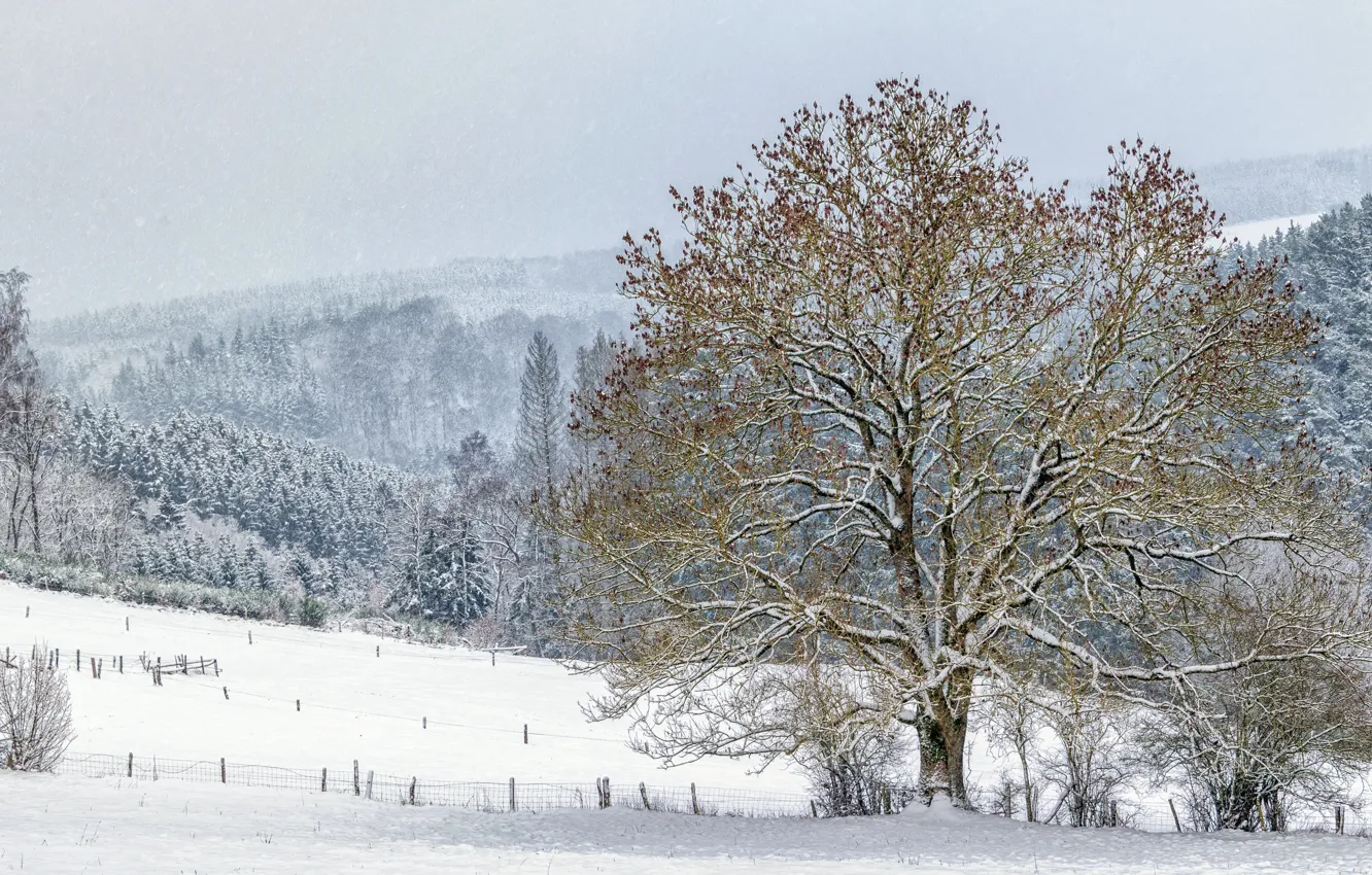 Photo wallpaper winter, snow, trees