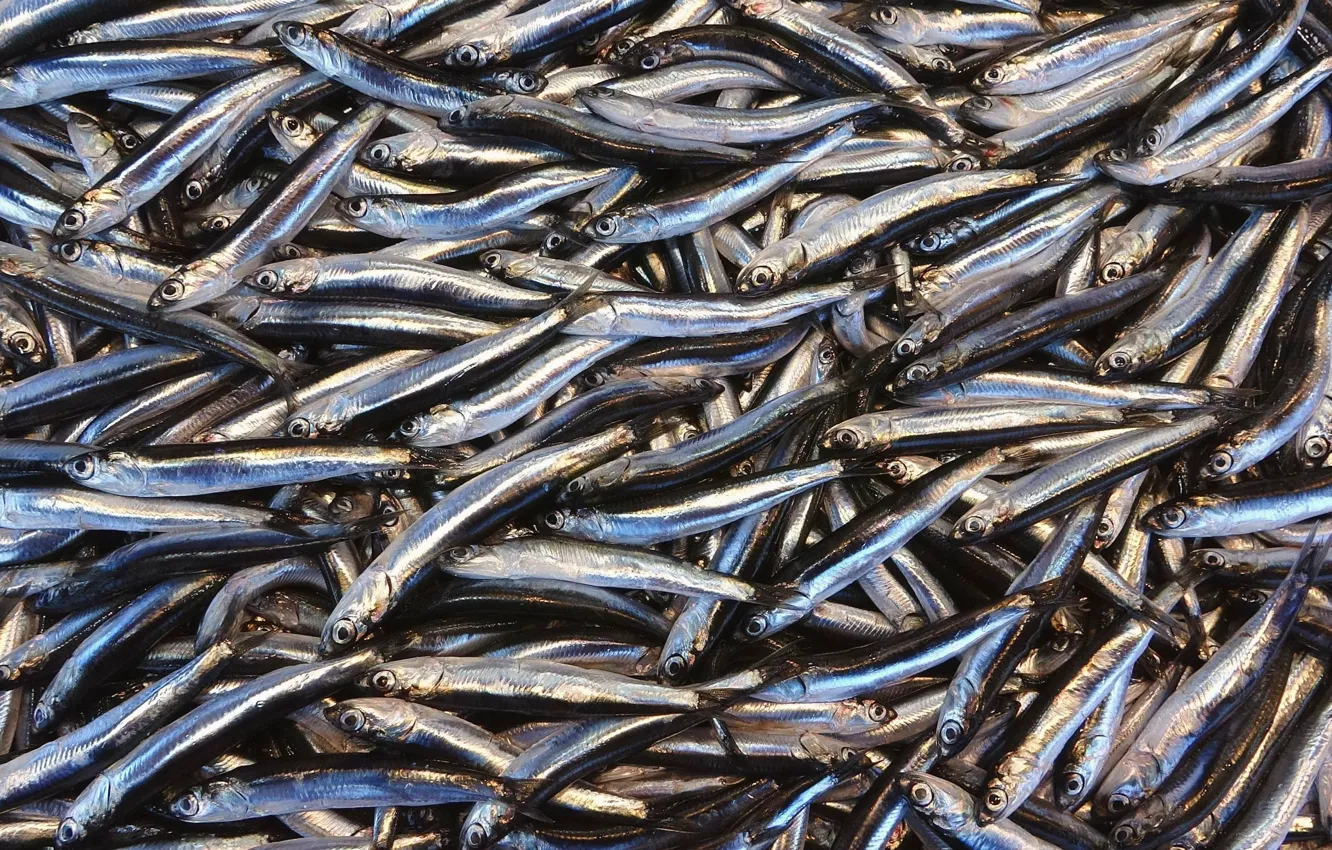 Photo wallpaper food, fish, anchovy
