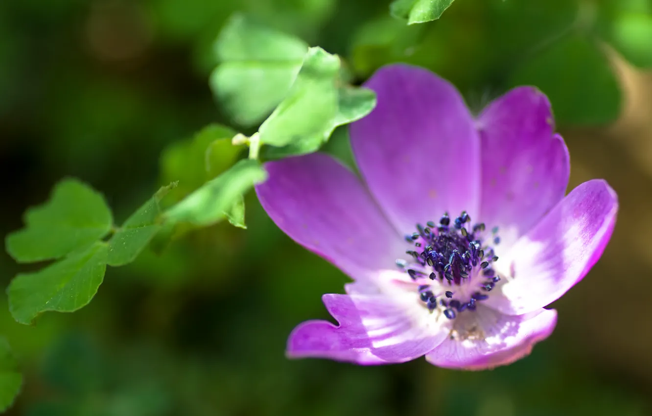Photo wallpaper macro, flowers, spring, anemones, anemone