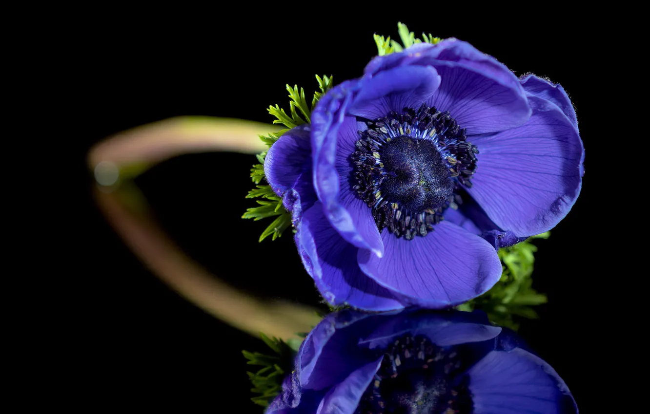 Photo wallpaper flower, purple, blue, reflection, black background, anemone