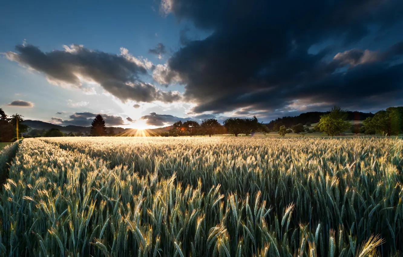 Photo wallpaper field, the sky, landscape, sunset