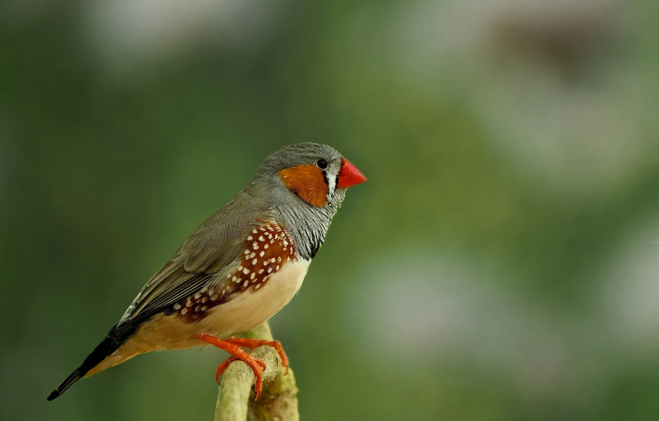 Photo wallpaper branches, nature, bird, beak, Chaffinch