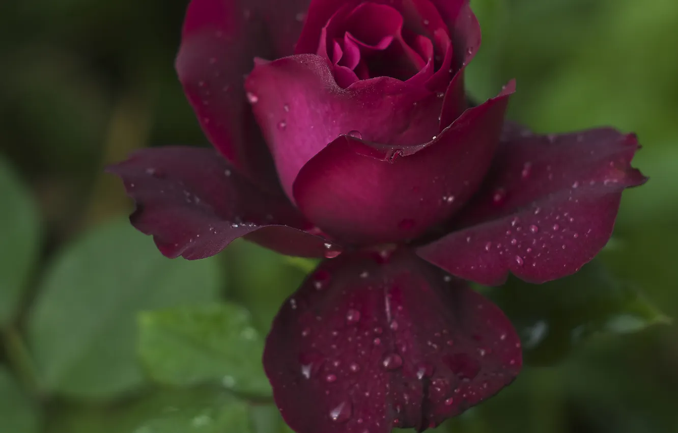 Photo wallpaper drops, rose, petals, Burgundy