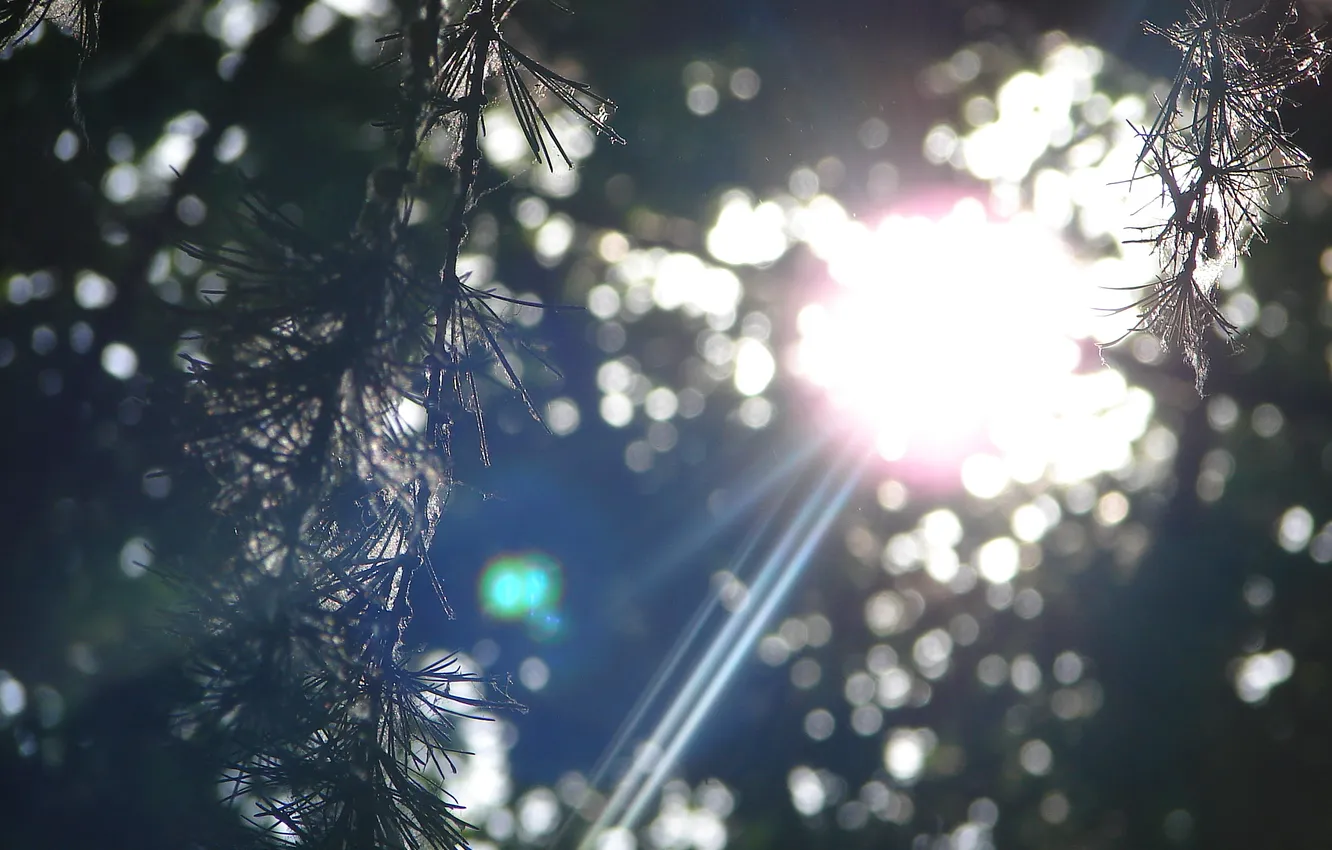 Photo wallpaper the sun, macro, needles, pine