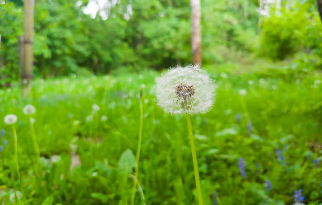 Photo wallpaper forest, grass, trees, nature, dandelion, Russia, bokeh, Artem